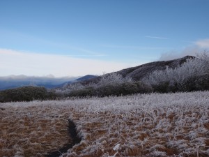 Frosted Grasslands