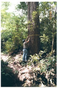 Old Growth Forest Inventory