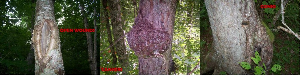 Damages on Yellow Birch