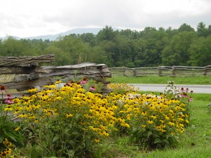 Rudbeckia and Echinacea