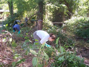 Knotweed Control