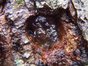 resin_plug
